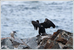 Cormorant taking off.