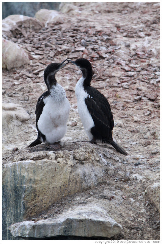 Two Cormorants.