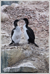Two Cormorants.