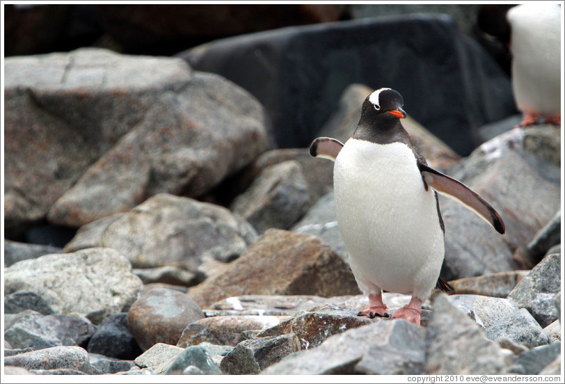 Gentoo Penguin.