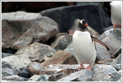 Gentoo Penguin.