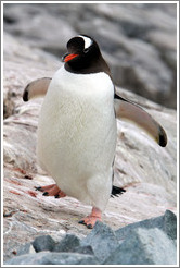 Gentoo Penguin walking.