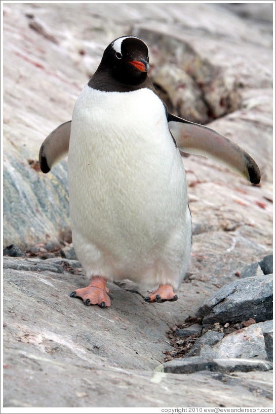 Gentoo Penguin walking.