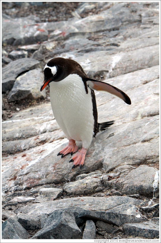 Gentoo Penguin walking.