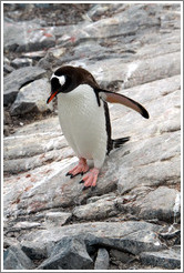 Gentoo Penguin walking.