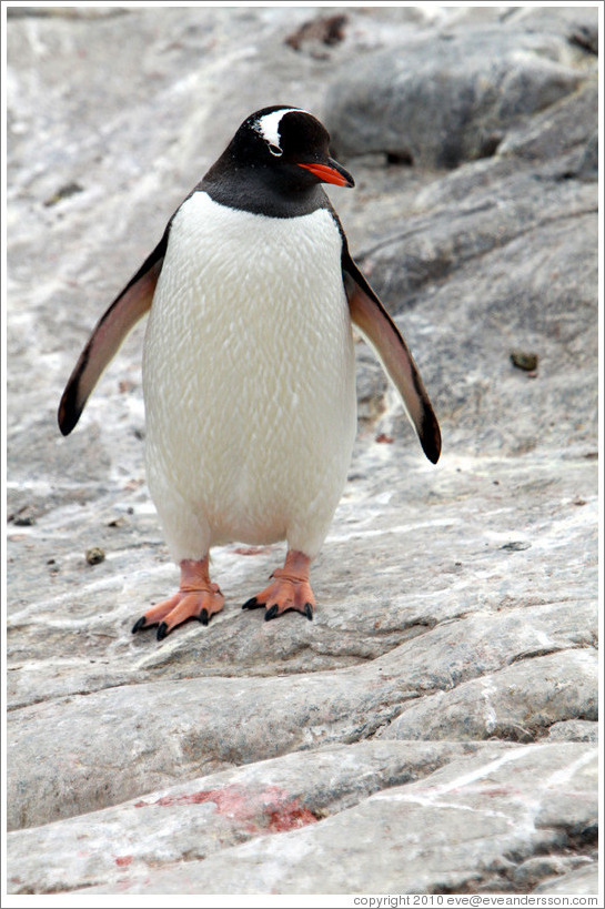 Gentoo Penguin.