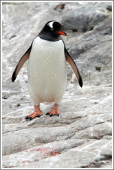 Gentoo Penguin.