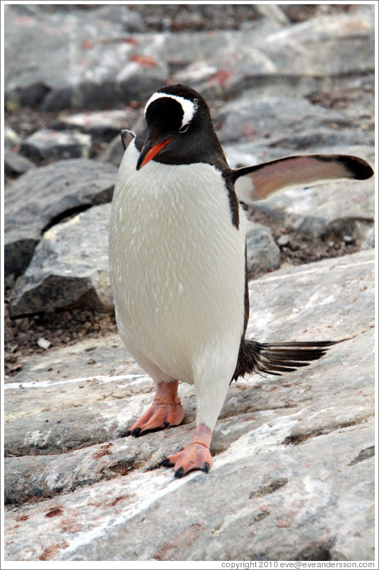 Gentoo Penguin walking.