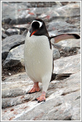 Gentoo Penguin walking.