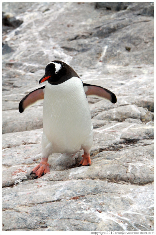 Gentoo Penguin walking.