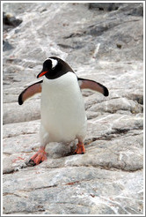 Gentoo Penguin walking.