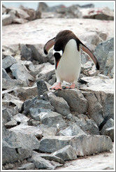 Gentoo Penguin walking.