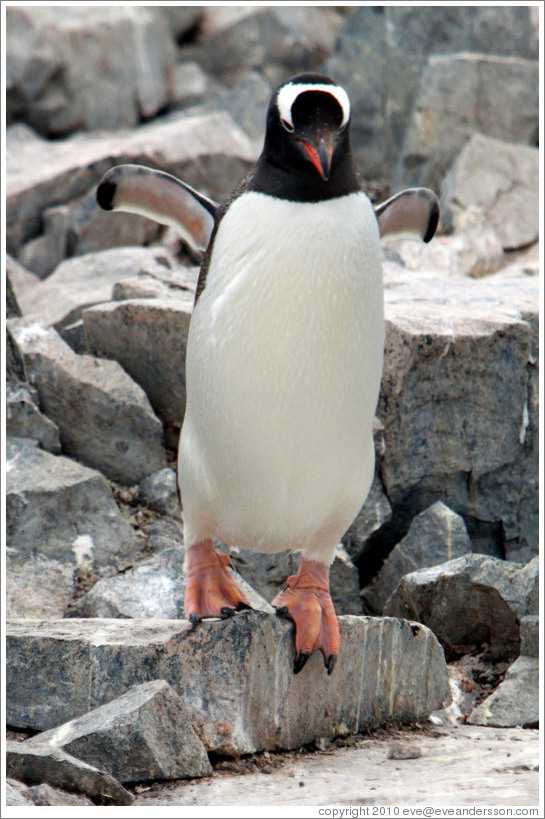 Gentoo Penguin walking.