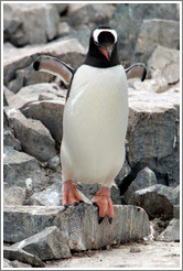 Gentoo Penguin walking.