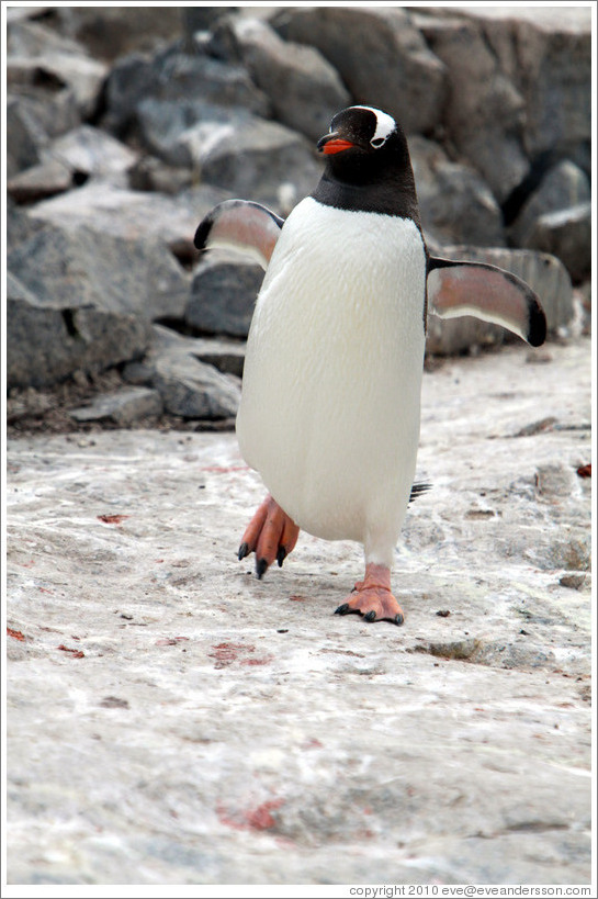 Gentoo Penguin walking.