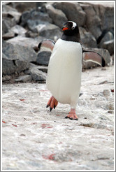 Gentoo Penguin walking.