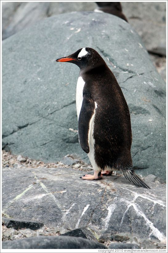 Gentoo Penguin standing in profile.