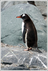 Gentoo Penguin standing in profile.