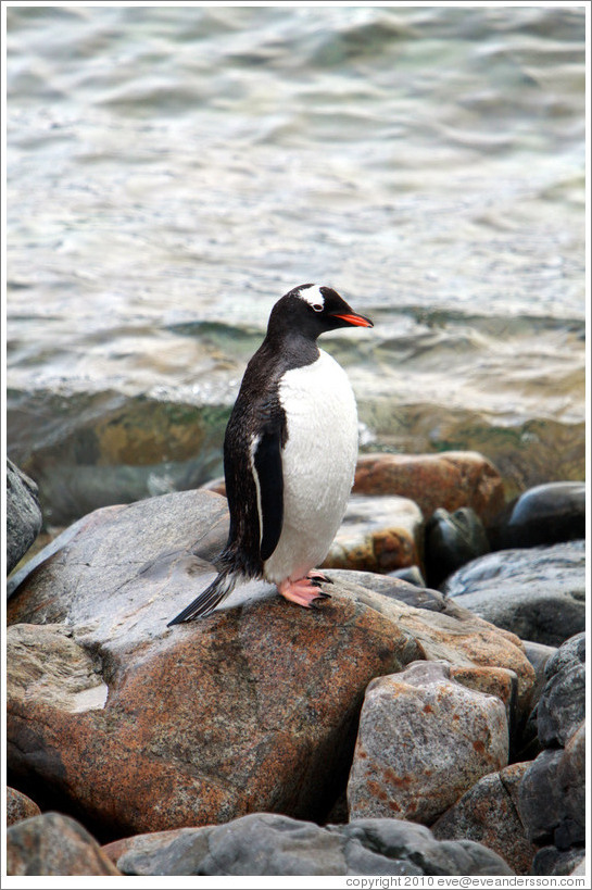 Gentoo Penguin standing on a rock.