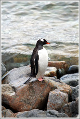 Gentoo Penguin standing on a rock.