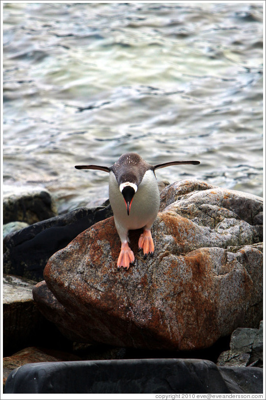 Gentoo Penguin about to jump off a rock.