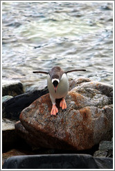 Gentoo Penguin about to jump off a rock.