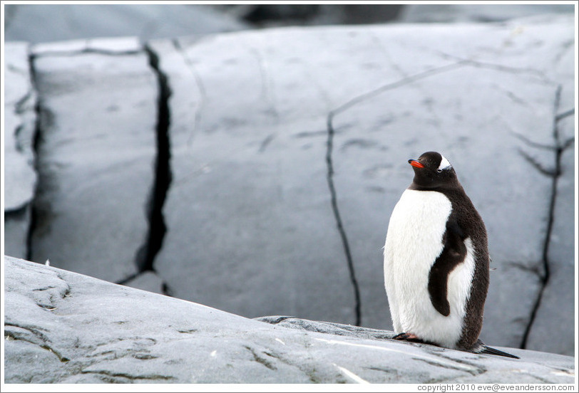 Gentoo Penguin standing in front of rocks.