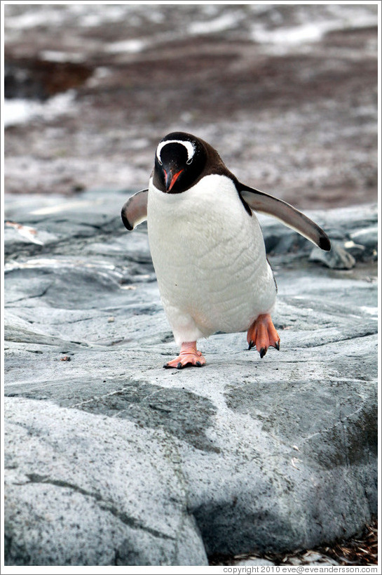 Gentoo Penguin walking.