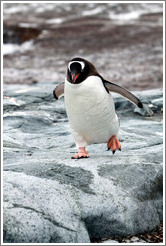 Gentoo Penguin walking.