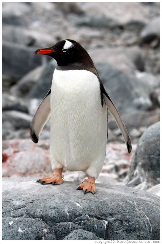 Gentoo Penguin.