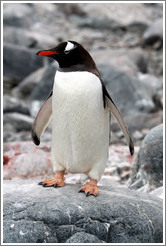 Gentoo Penguin.