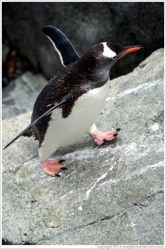 Gentoo Penguin walking.
