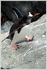 Gentoo Penguin walking.