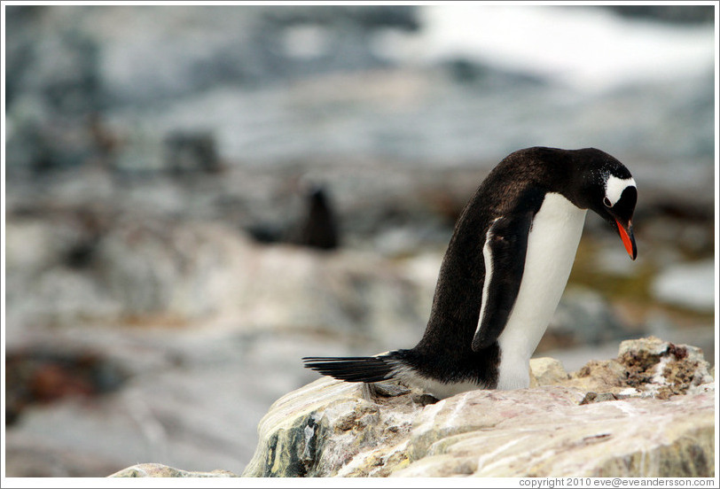 Gentoo Penguin.