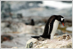 Gentoo Penguin.