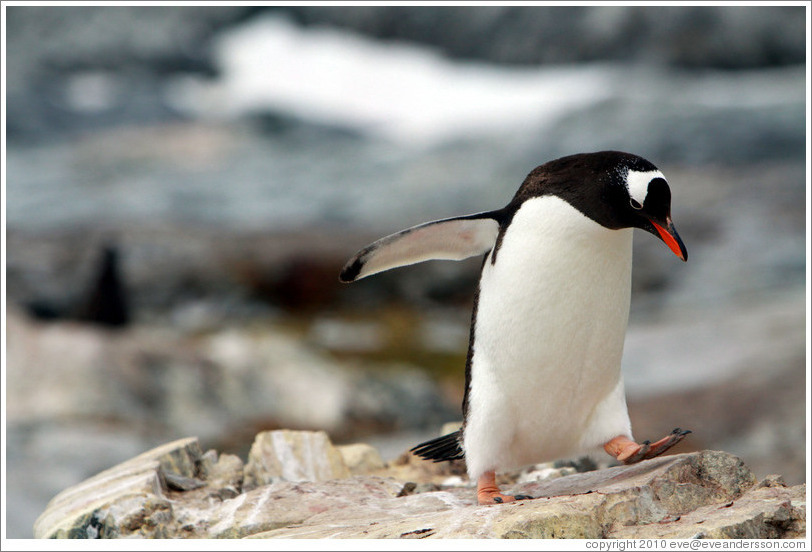 Gentoo Penguin walking.