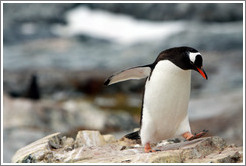 Gentoo Penguin walking.