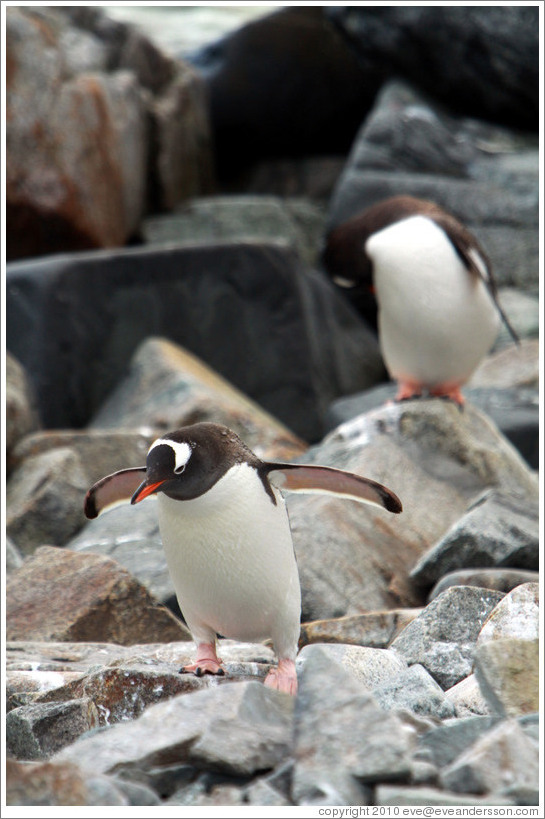 Gentoo Penguins, one grooming, one walking.