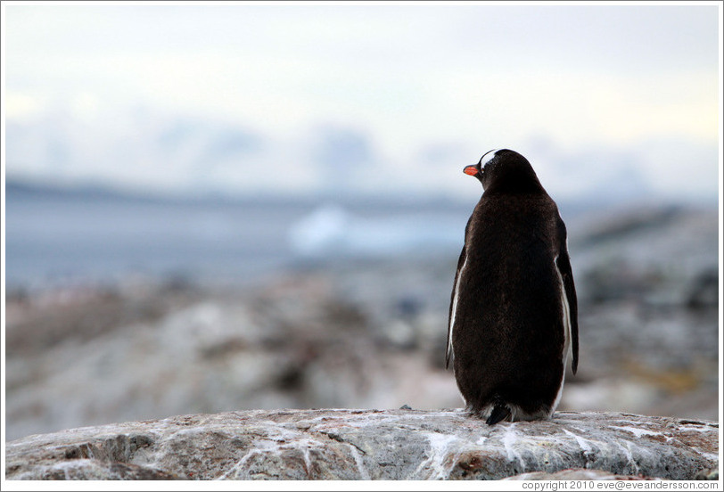 Back of a Gentoo Penguin.