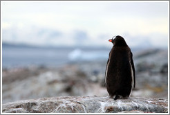 Back of a Gentoo Penguin.