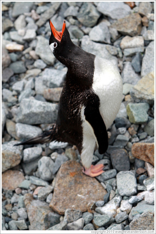 Gentoo Penguin calling.