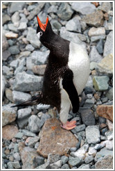 Gentoo Penguin calling.