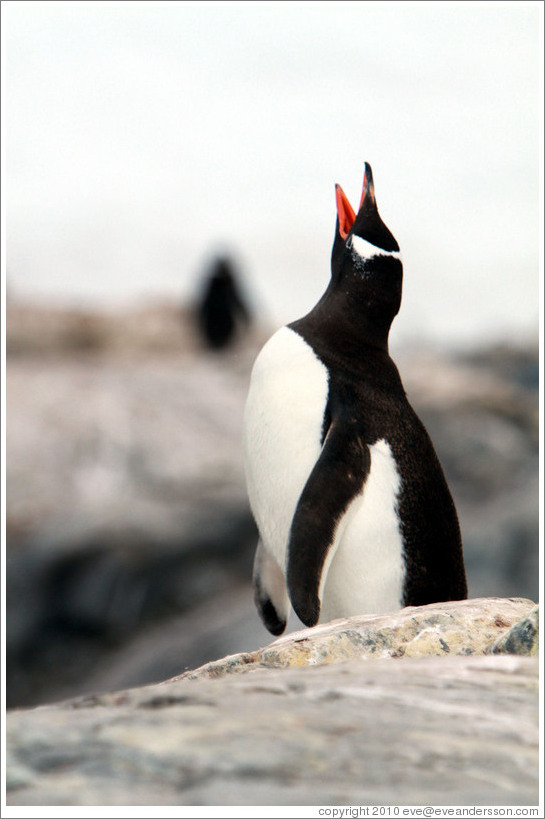 Gentoo Penguin calling.