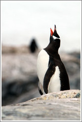 Gentoo Penguin calling.