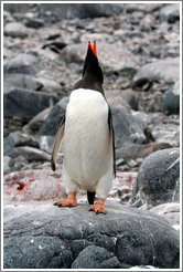 Gentoo Penguin calling.