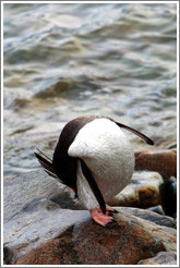 Gentoo Penguin grooming.