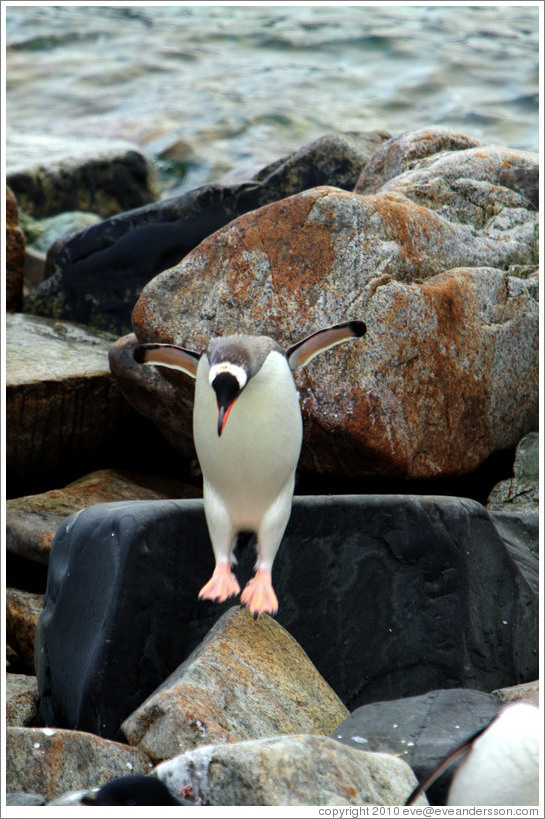 Gentoo Penguin jumping off a rock.