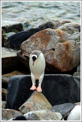 Gentoo Penguin jumping off a rock.