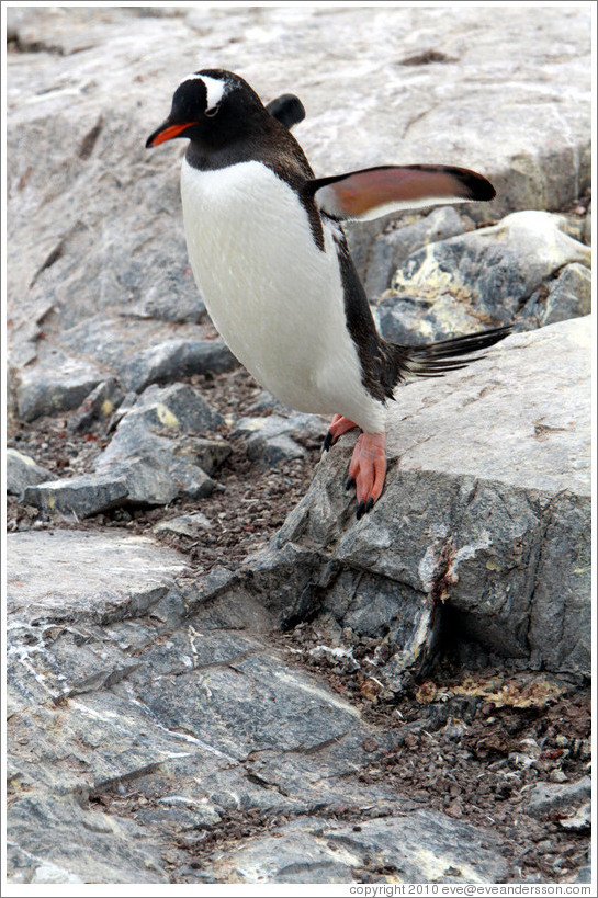 Gentoo Penguin jumping off a rock.