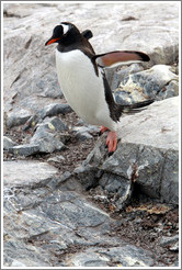 Gentoo Penguin jumping off a rock.